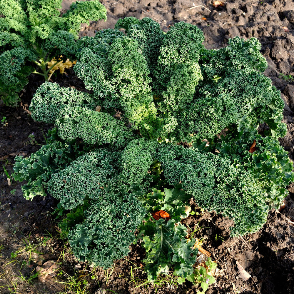 Cavolo Riccio " Kale "